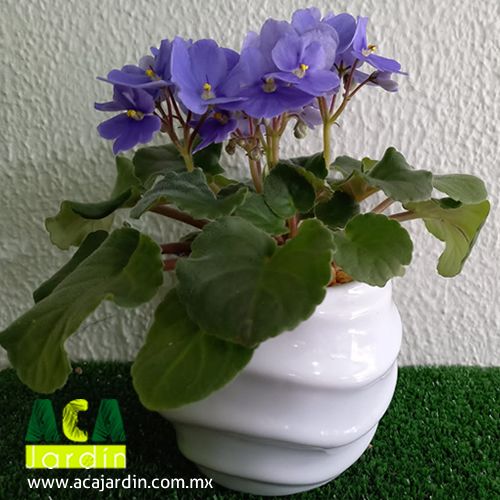 Plantas ornamento Violeta africana
