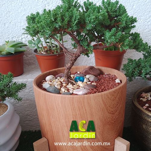 Aca Jardín Helecho plumoso cuadro Grande