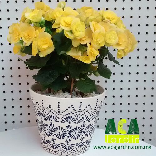 Plantas ornamento Begonia elatior talavera