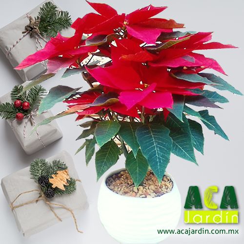 Aca Jardin nochebuena ceramica bola