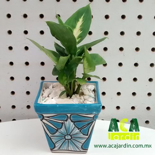 Plantas ornamento Amoena talavera