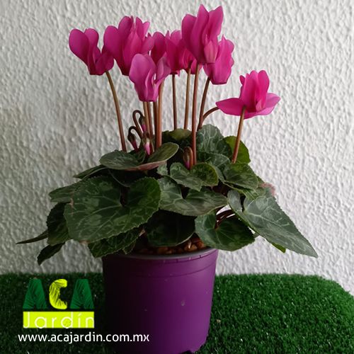 Plantas ornamento Violeta Imperial morada