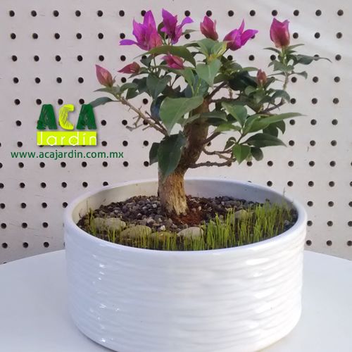 Aca Jardín Bugambilia pre bonsái cerámica