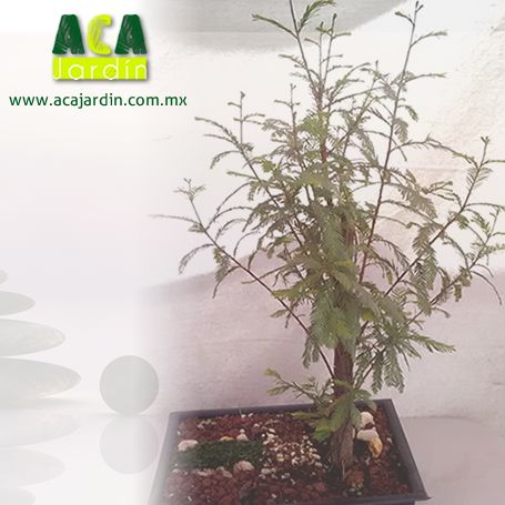 Aca Jardín pre - bonsai ahuehuete 