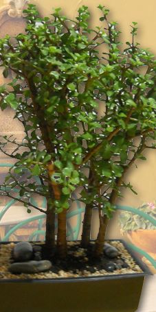 árbol de la abundancia