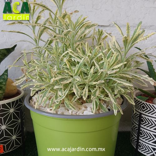 Plantas ornamento Lavanda variegata