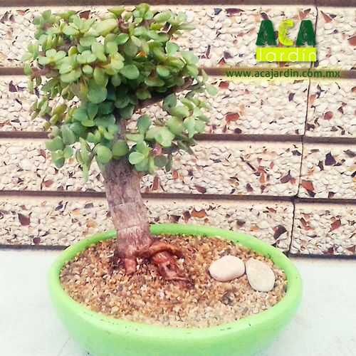 Pre-bonsai árbol de la abundancia tinita