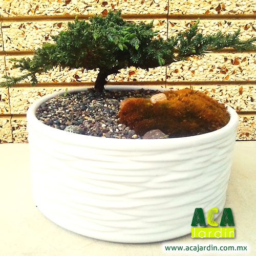 junipero rastrero bonsai ceramica musgo