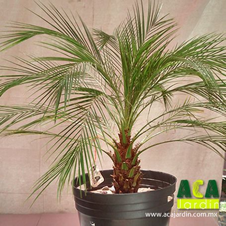 Plantas ornamento palmera robelina