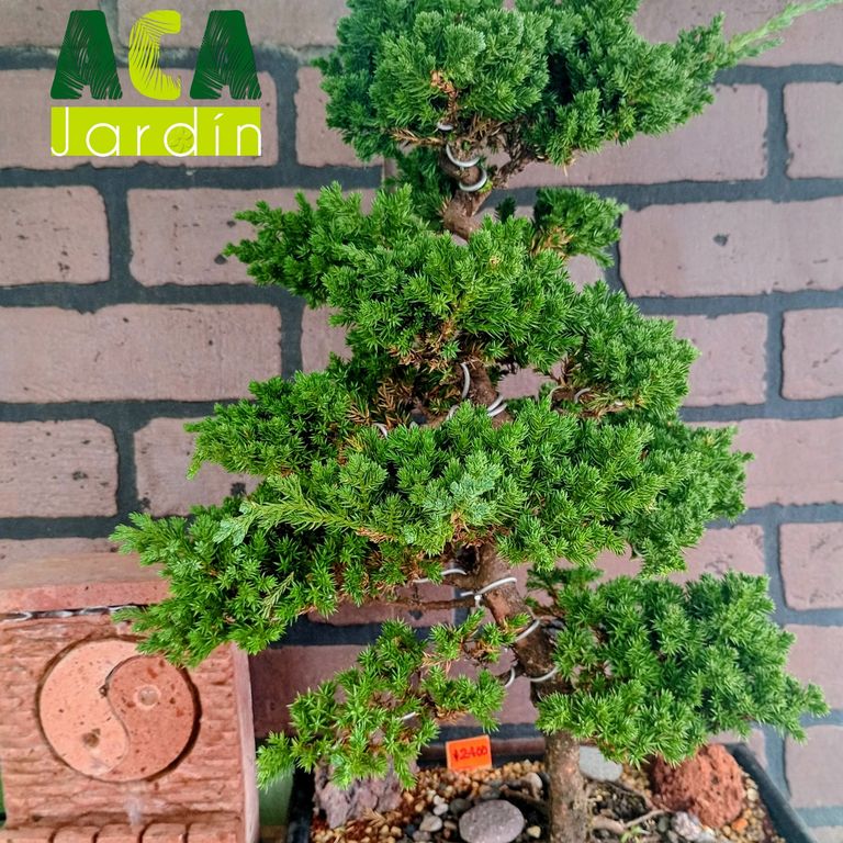 Bonsái Junipero Rastrero