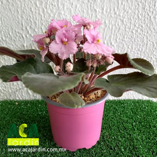Plantas ornamento violeta africana rosa