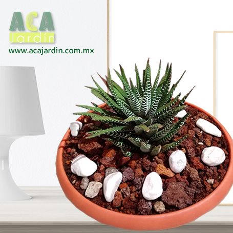 Aca Jardín suculentas agave zebra GDE