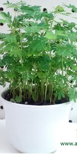 Cuidados mimosa sensitiva