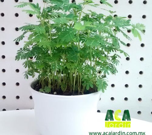 Mimosa en ceramica