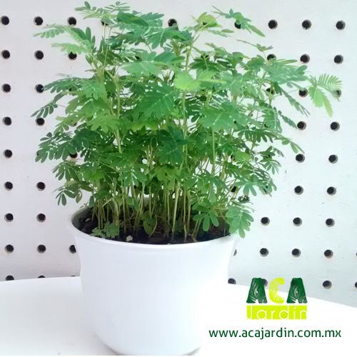 Planta mimosa sensitiva vaso