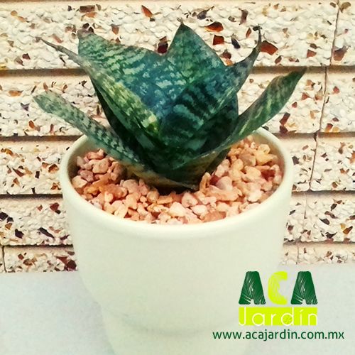 Sansevieria Trifasciata