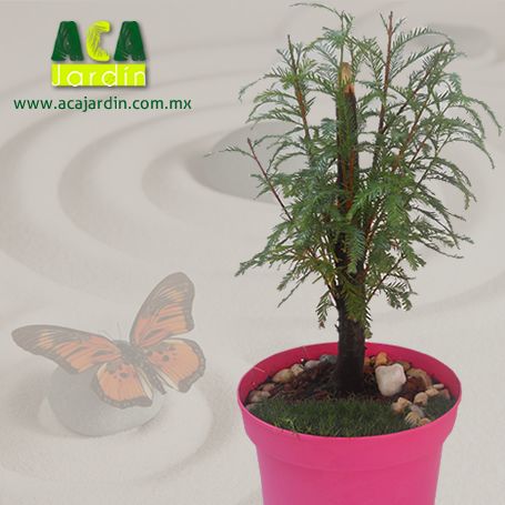 Aca Jardín pre - bonsai ahuehuete maceta