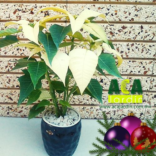 Aca Jardin nochebuena vaso ceramica