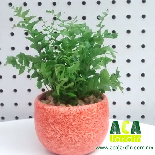 Plantas ornamento helecho