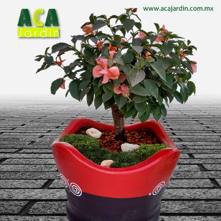 Aca Jardín bugambilia barro GDE
