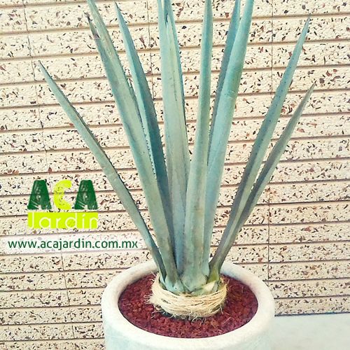 Agave azul o agave tequilana