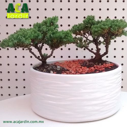 Bonsai 2 juniperos ceramica