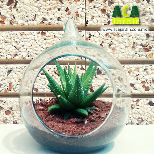 Suculenta aloe aristata terrario