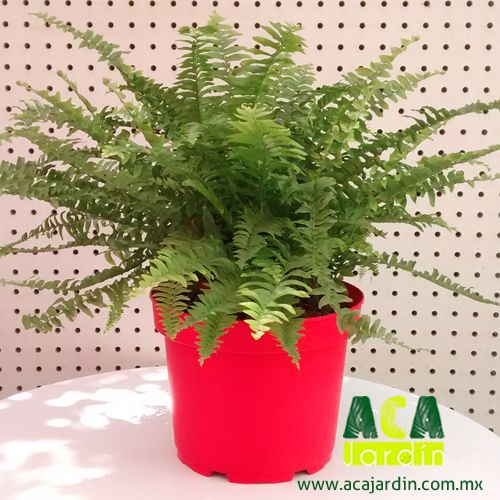 Plantas ornamento helecho maceta plastico