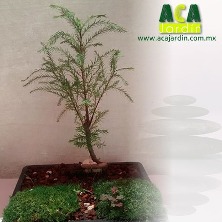 Aca Jardín pre - bonsai ahuehuete cuadrado