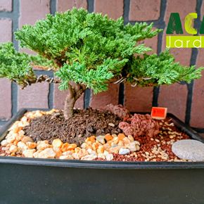 Bonsái junípero rastrero