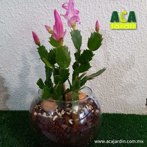 Nopal Navidad terrario