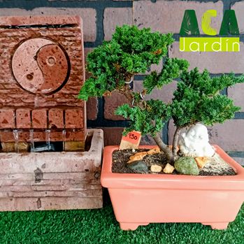 Junipero Rastrero Ceramica naranja