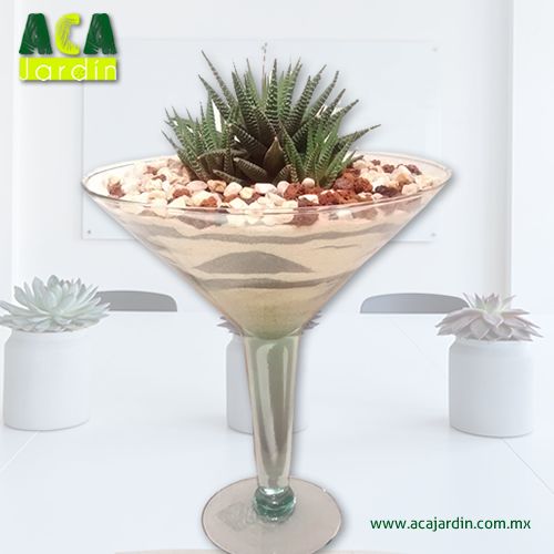 Suculenta Agave Zebra