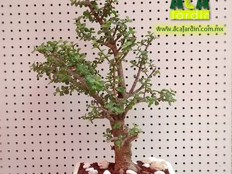 Aca Jardín bonsái árbol de la abundancia