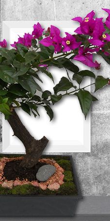 Aca Jardín Bonsai bugambilia