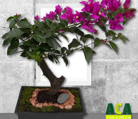 Aca Jardín bugambilia