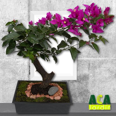 Aca Jardín Bonsai bugambilia