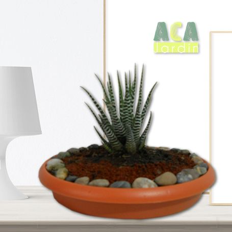 Aca Jardín suculentas agave zebra