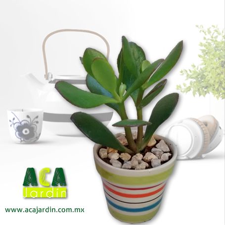 Suculentas árbol de jade