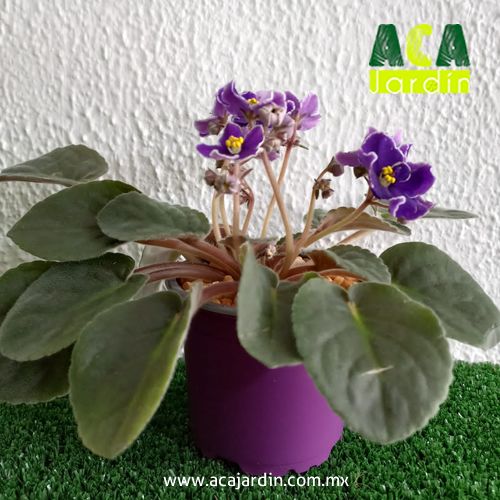 Plantas de ornamento Violeta africana morada bca